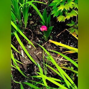 Meet your Posher, Liz